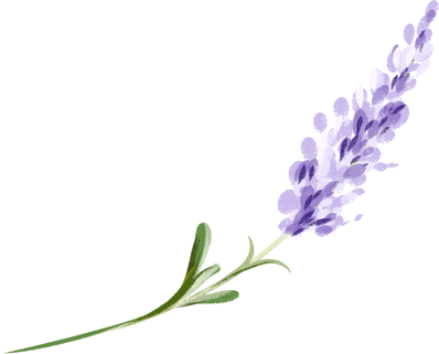 A watercolor branch of purple lavender. Lilac lavender.