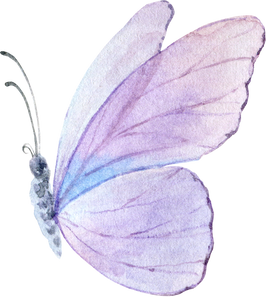 Lilac Watercolor Butterfly Illustration